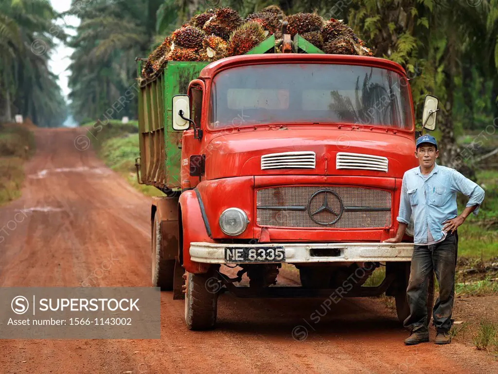 A truck driver standing next to his vintage Mercedes truck hauling a load of palm oil seeds through a palm tree plantation