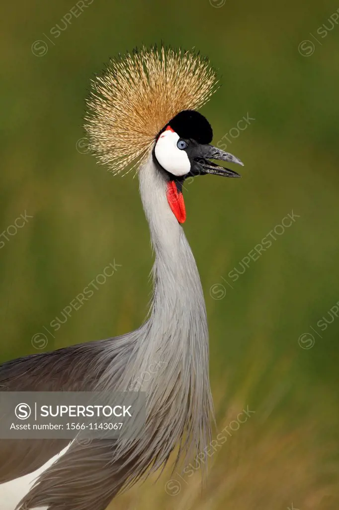 Grey Crowned Crane. Balearica regulorum.
