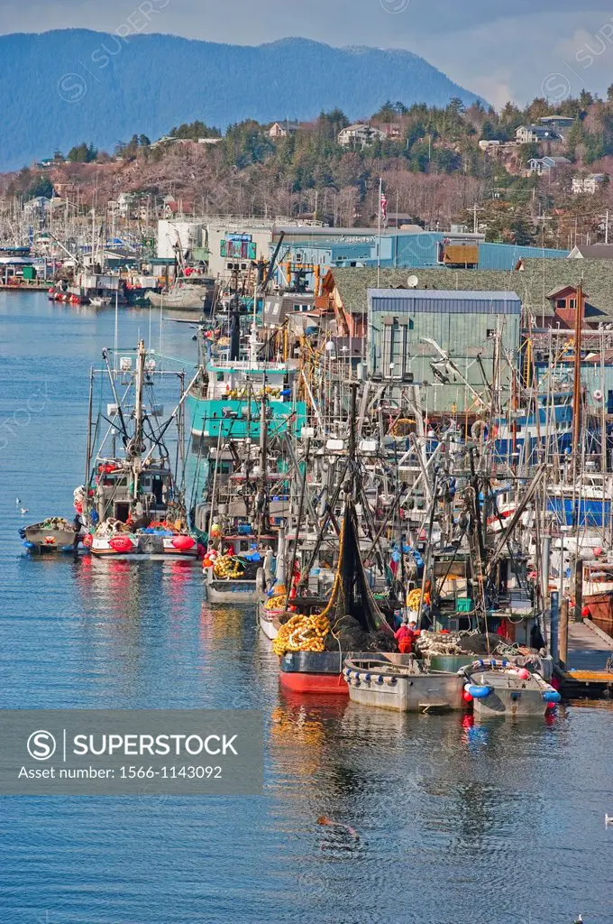 Pacific herring Clupea pallasii sac roe fishing fleet congregating in Sitka, Alaska´s harbors in preparation for the fishery opening