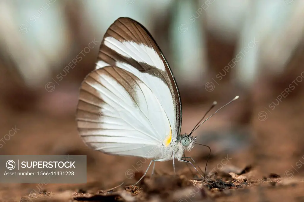 Mud-puddling Black-banded Whites butterfly (Itaballia demophile, Pieridae), Tambopata Nature Reserve, Madre de Dios region, Peru.