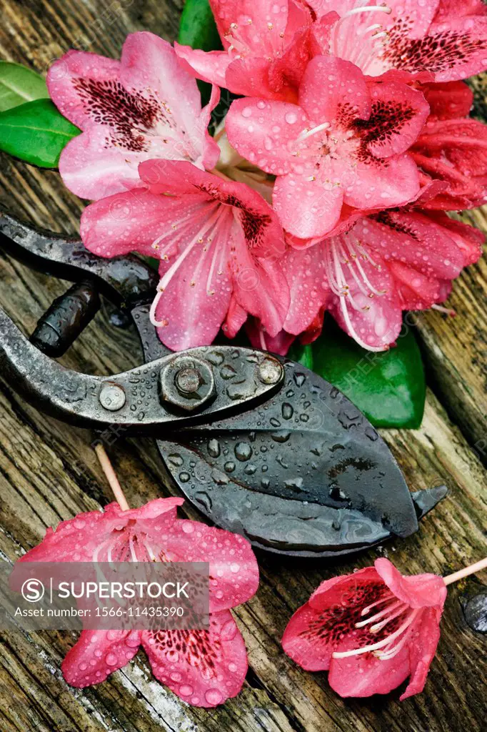 Rhododendron flowers with secateurs on wooden table.