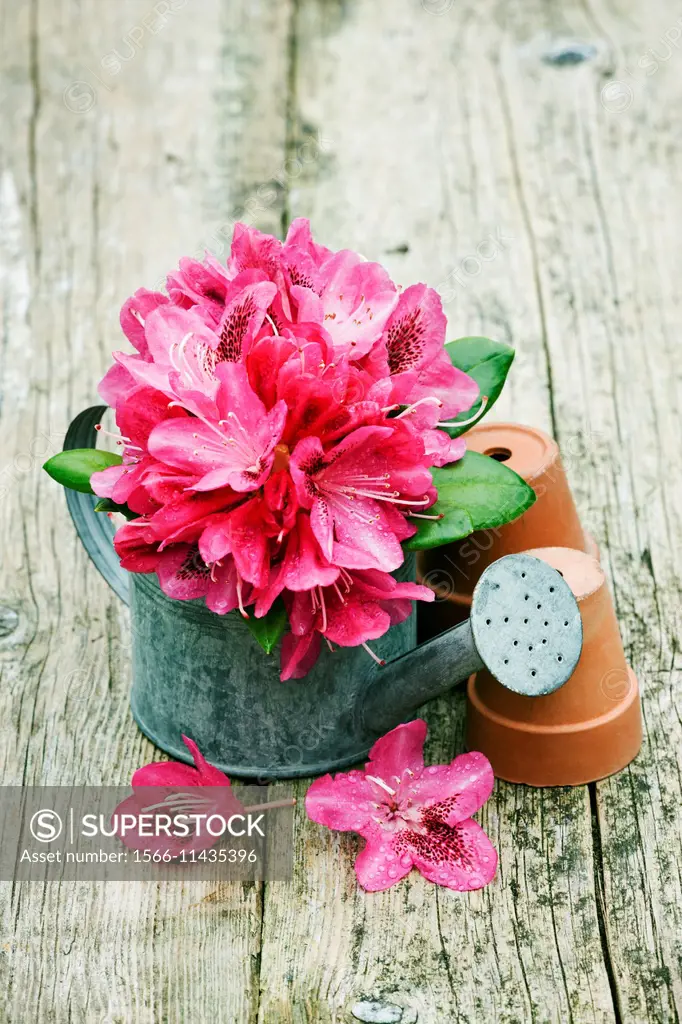 Metal watering can and Rhododendron flowers.