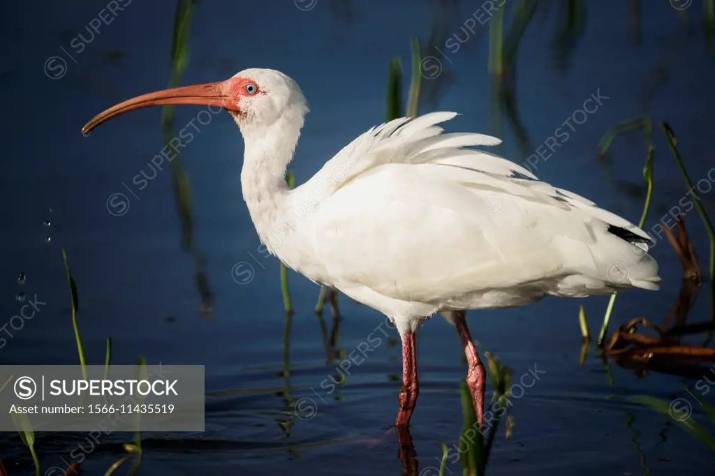Close-up of an ibis wading.