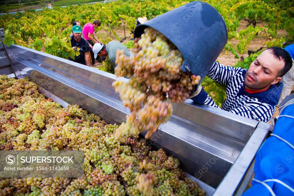 Winemaking in the largest wine region of Catalonia, the Penedes  Barcelona, Spain