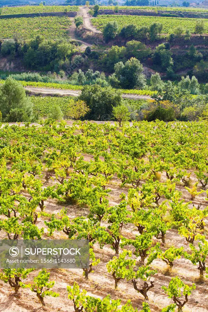 Winemaking in the largest wine region of Catalonia, the Penedes  Barcelona, Spain