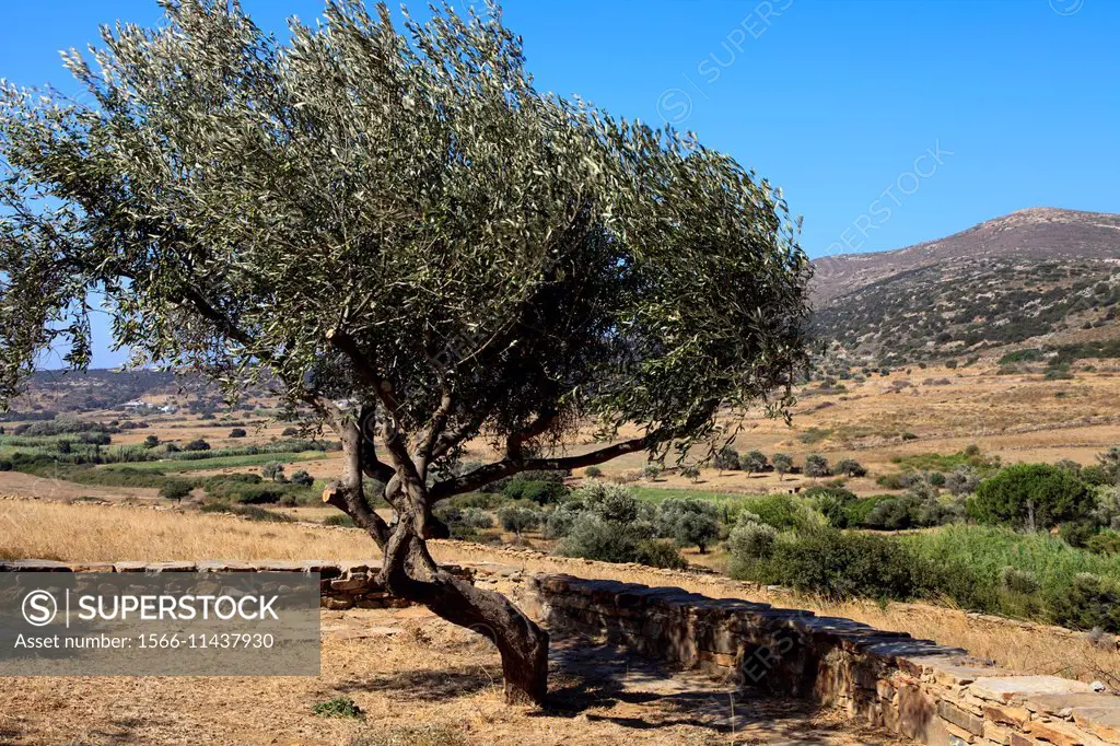 Olives tree, Naxos, Cyclades Islands, Greece.