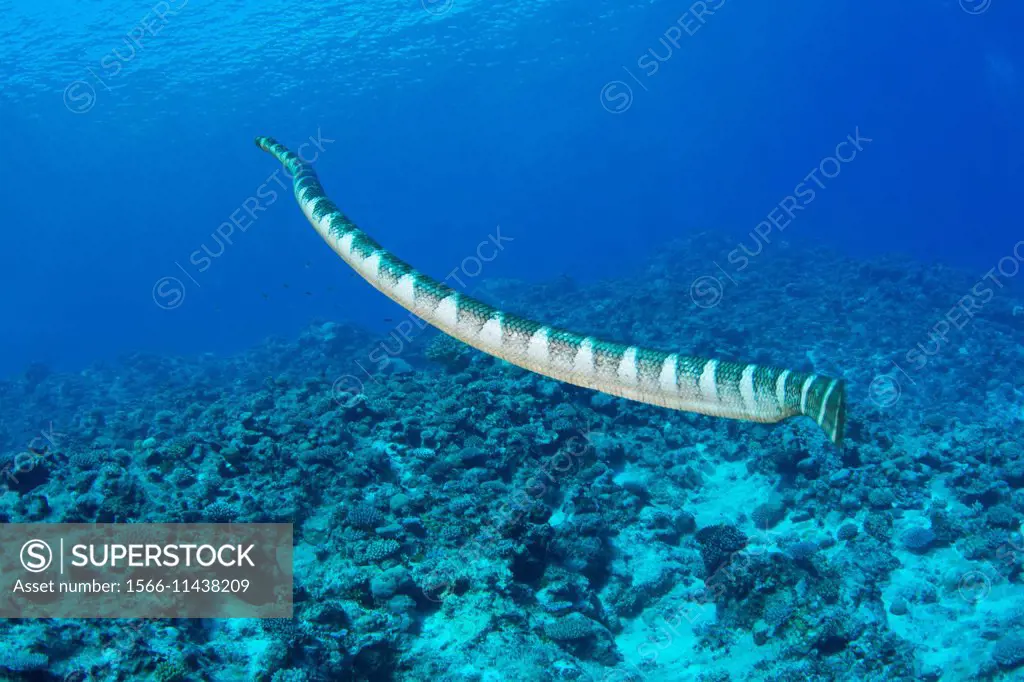 katuali or flat-tail sea snake (Laticauda schistorhynchus) is a sea snake, related to the sea krait, found only in the waters of the Pacific Island na...