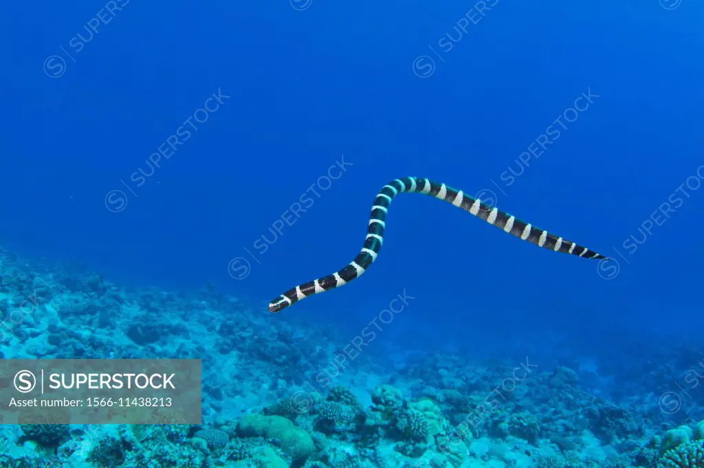 The colubrine sea krait, banded sea krait or yellow-lipped sea krait (Laticauda colubrina) is a species of sea snake found in tropical Indo-Pacific oc...