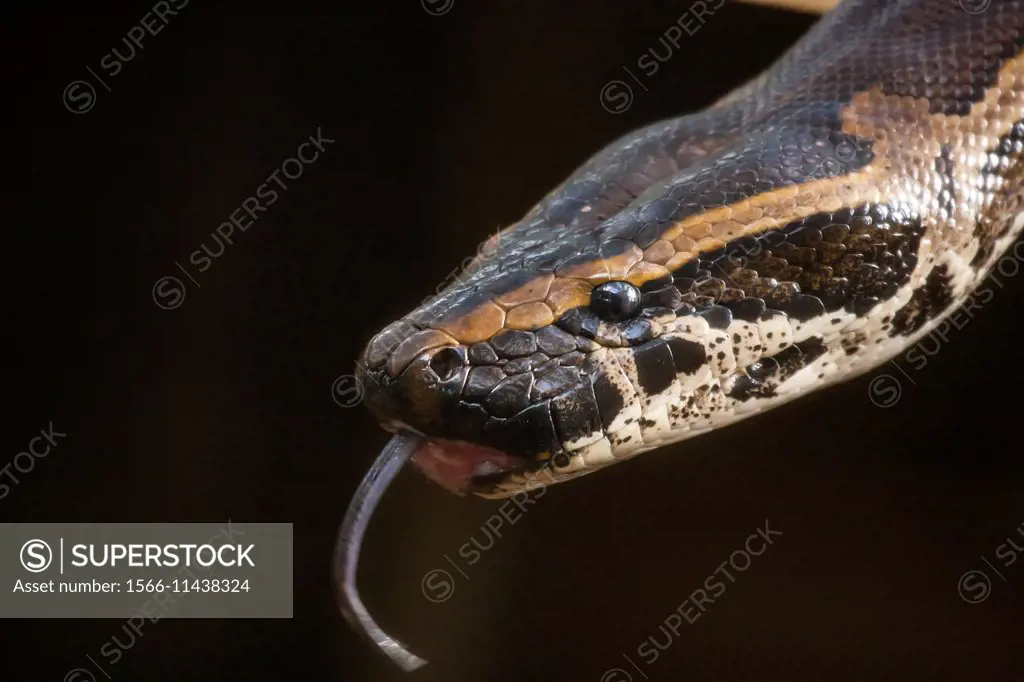 The head of a female African rock python (Python sebae) as she flicks her tongue, ""tasting"" the smells of her surroundings. African rock pythons are...