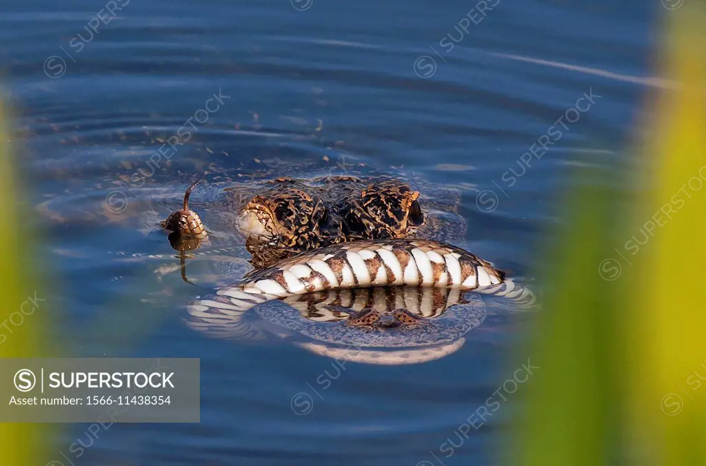 A Florida water snake comes up for air while caught in the jaws of a small American alligator; Florida, USA.