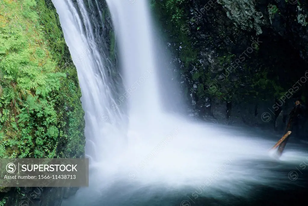 Butte Creek Falls, Santiam State Forest, Oregon.