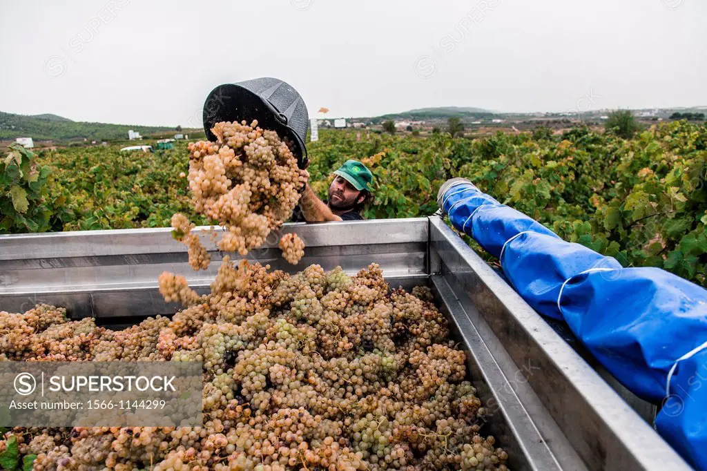 Winemaking in the largest wine region of Catalonia, the Penedes  Barcelona, Spain