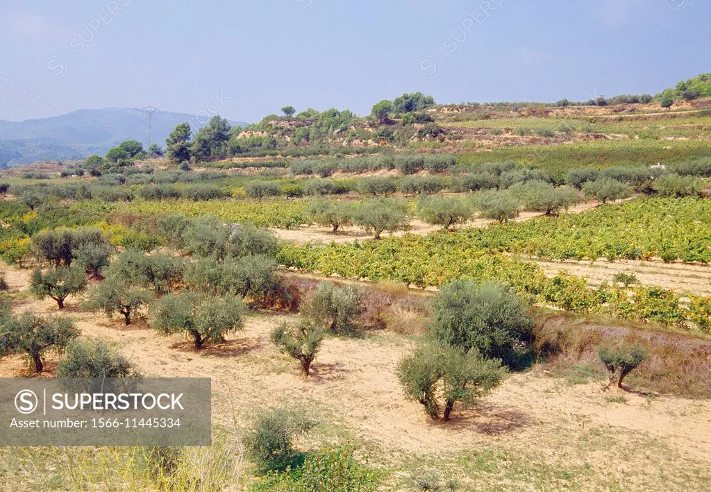 Olive grove and vineyard. El Penedes, Barcelona province, Catalonia, Spain.