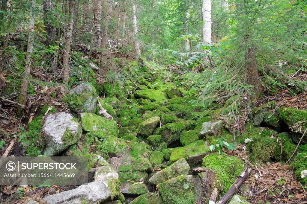 Abandoned sled road from the Gordon Pond Railroad on Mt. Waternomee in Kinsman Notch of the White Mountains, New Hampshire USA. This was a logging rai...