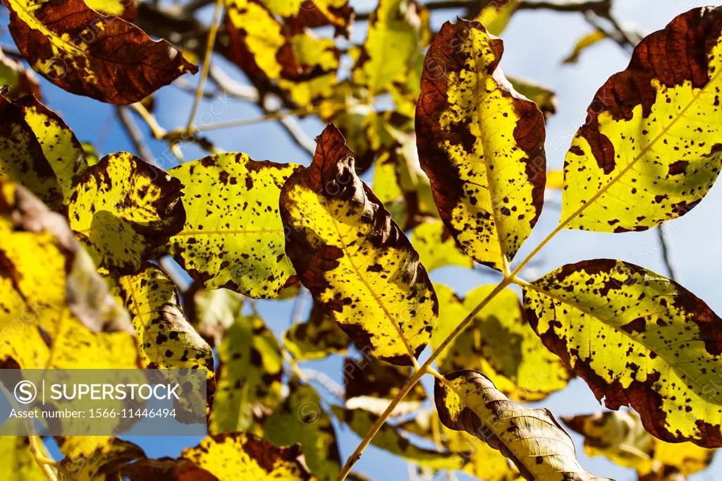 Walnut tree leafs in autumn.