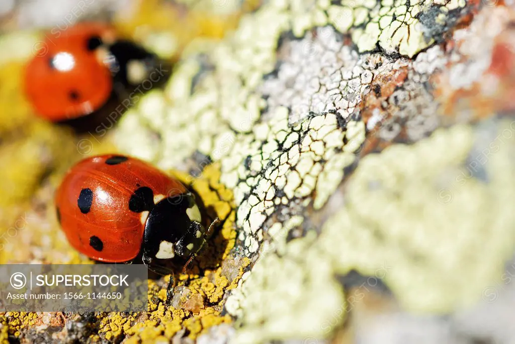 Ladybugs Coccinella septempunctata in Mondalindo area, Bustarviejo, Madrid, Spain