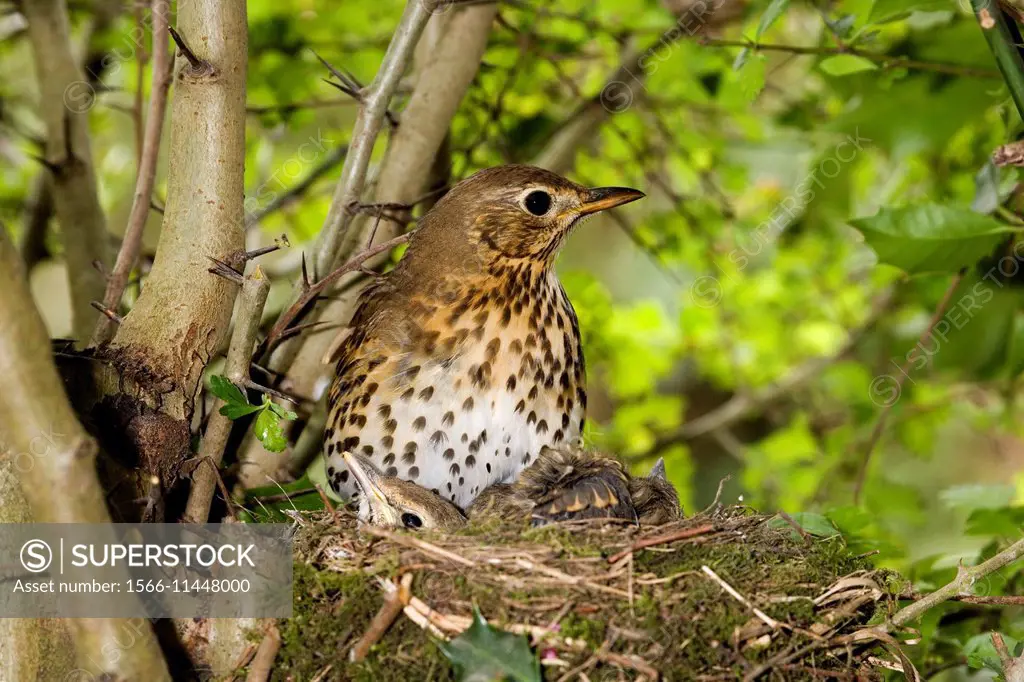 Song Thrush, turdus philomelos, Adult and Chicks at nest, Normandy.