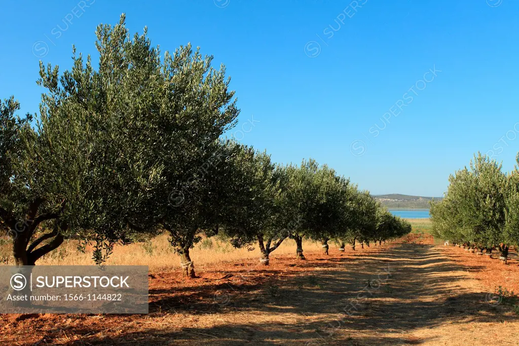 An olive grove on the shore of Vransko jezero Lake of Vrana near Pakostane, Croatia
