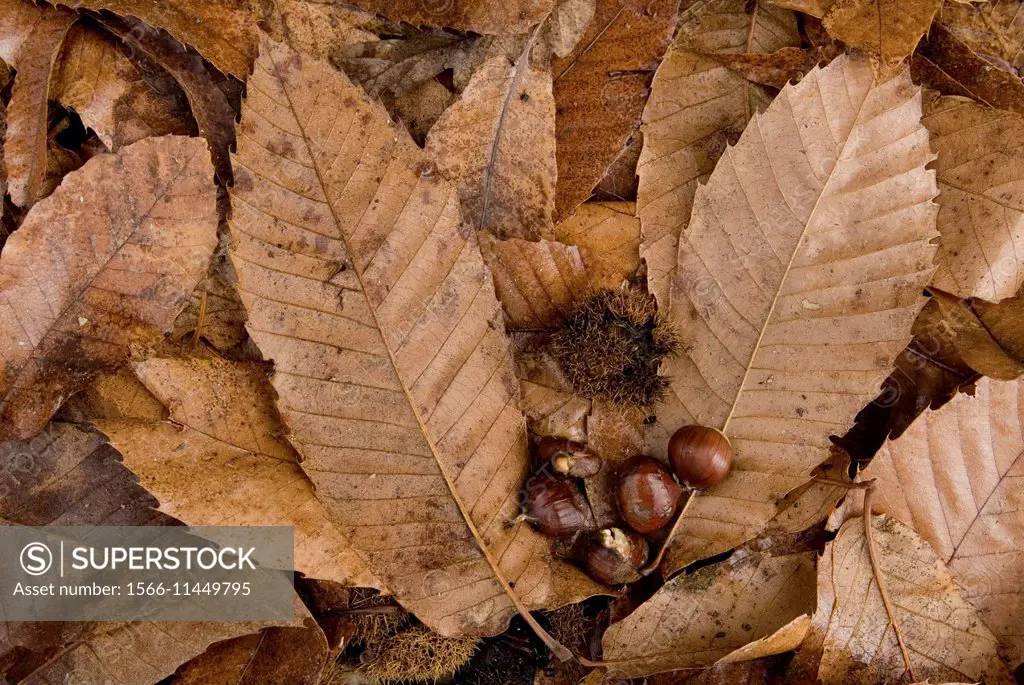 Dry leaves and fruits of chestnut tree Castanea sativa, Las Medulas Natural Park, El Bierzo, province of Leon, Castilla y Leon, Spain