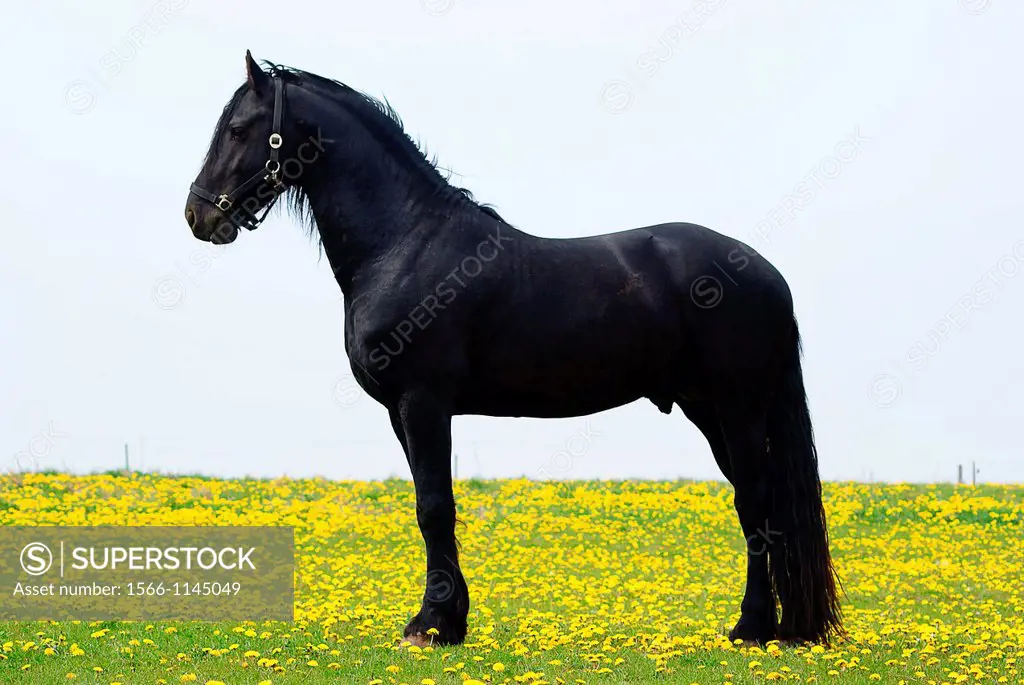 Black arab stallion
