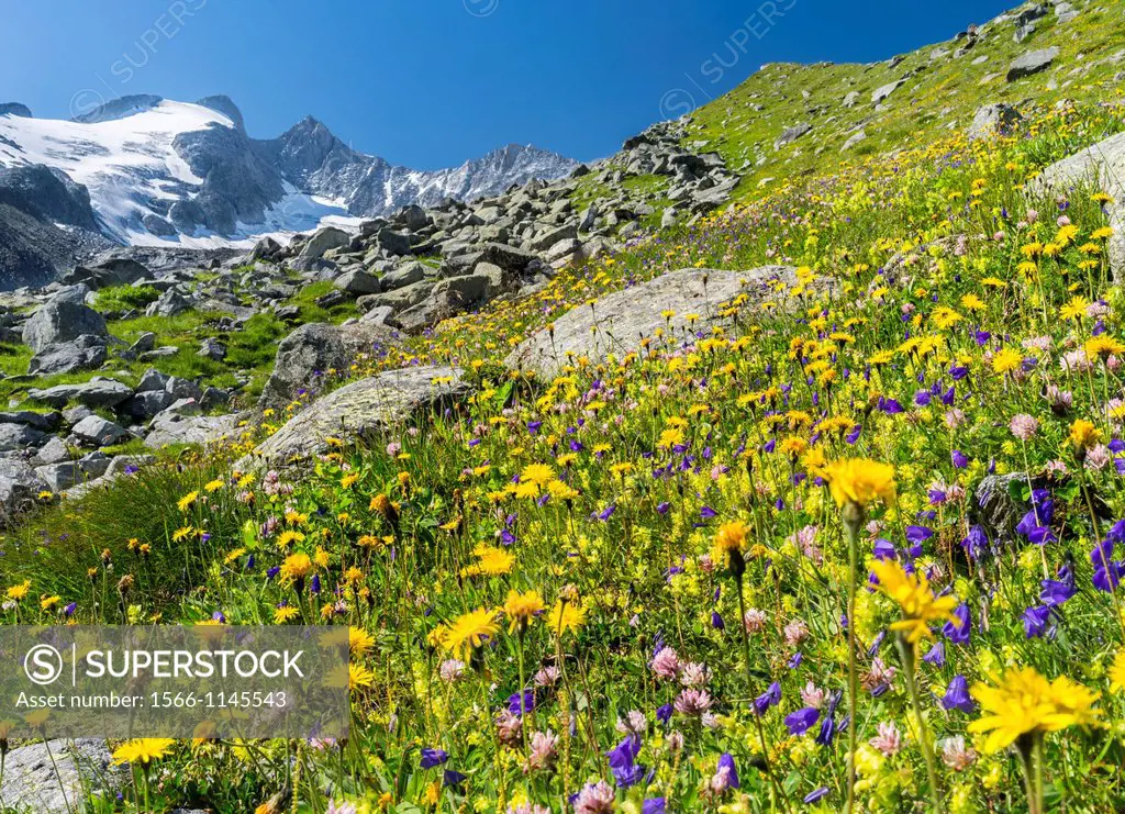 The Reichenspitz Mountain Range in the Zillertal Alps in the National Park Hohe Tauern  Wildflower meadow, in the background Mount Gabler and Mount Re...