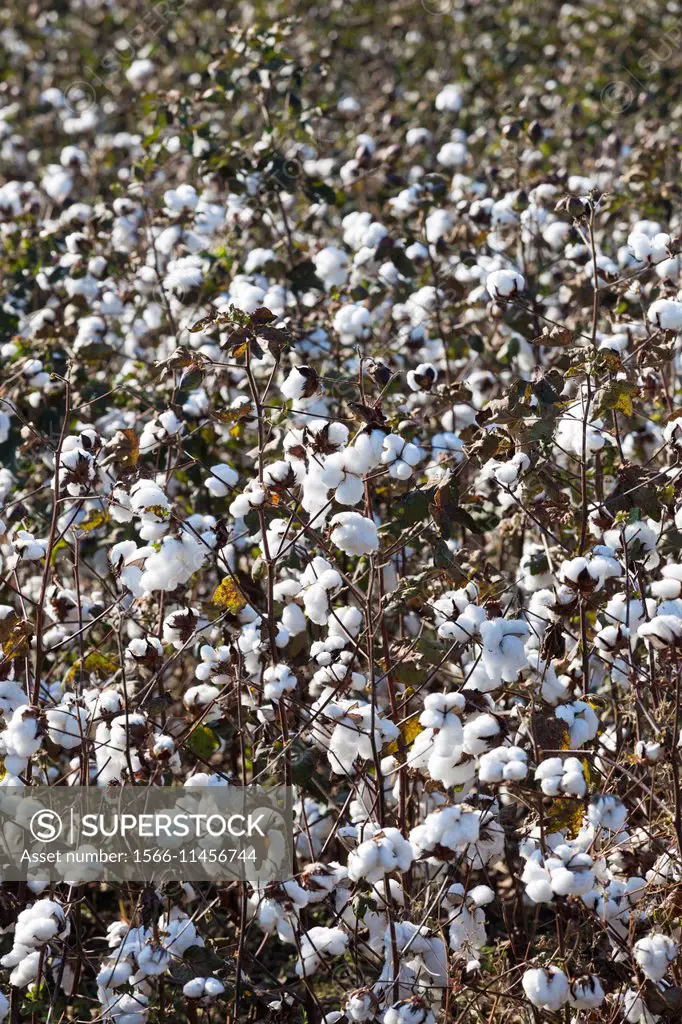 USA, Georgia, Coney, cotton field.
