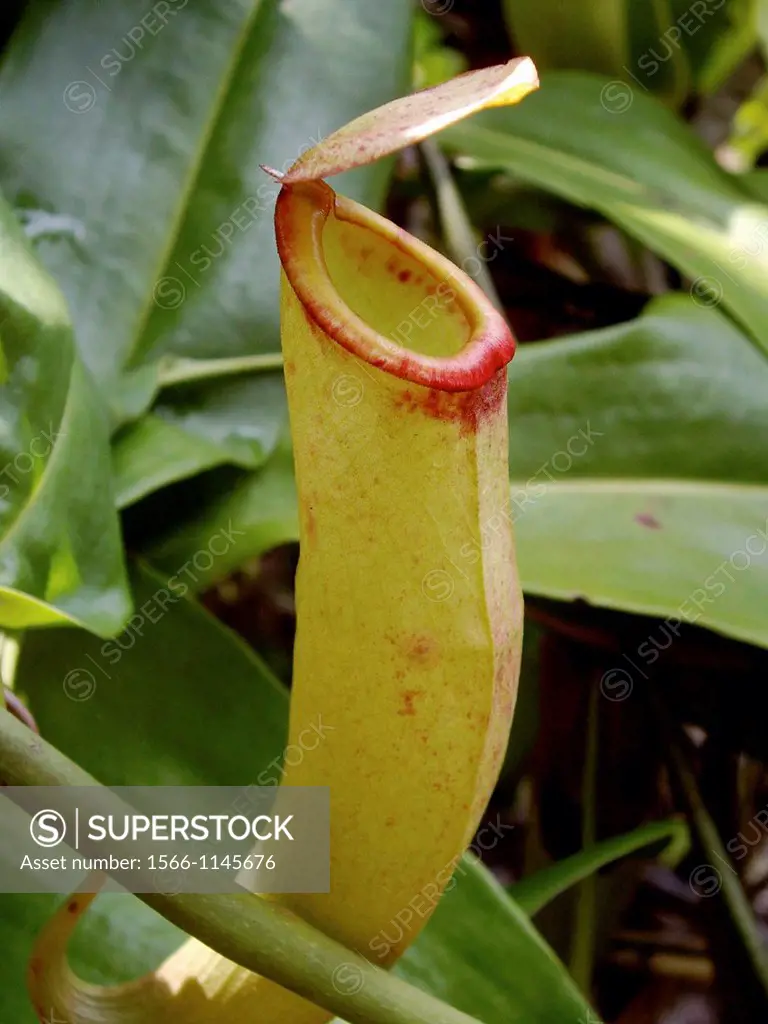 Carnivorous plant Nephentes Khasiana with red lip