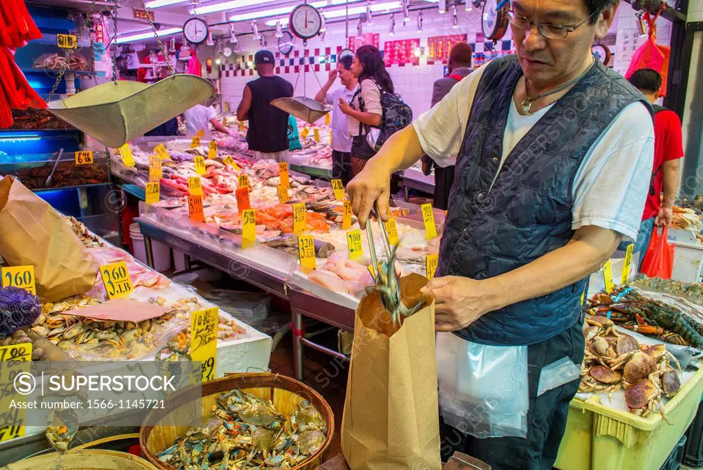 New York City, NY, USA, Chinese Fish Mongerer Bagging Live Crabs for Sale in Fish Store in Chinatown