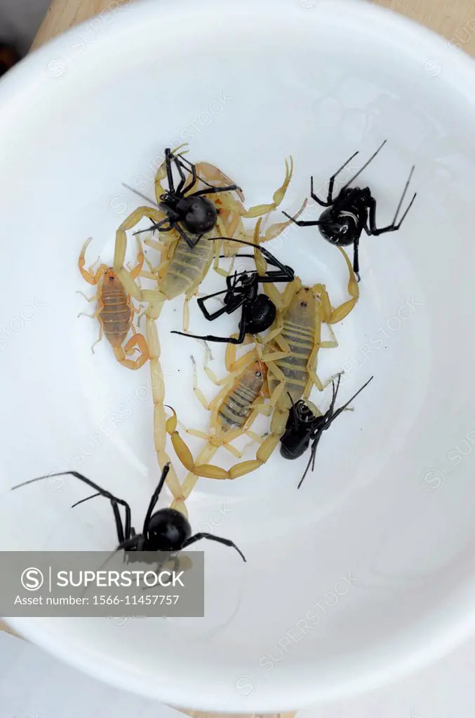 Scorpions and spiders