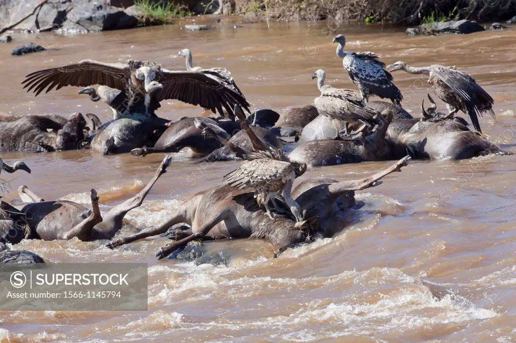 Rüppell´s Vultures Gyps rueppellii and White-backed Vultures Gyps africanus feeding on drowned wildebeest, Mara River, Masai Mara, Kenya