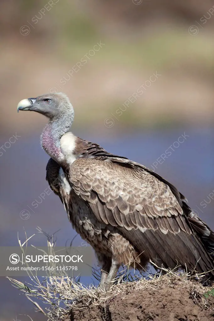 Rüppell´s Vulture Gyps rueppellii on riverbank, Masai Mara, Kenya