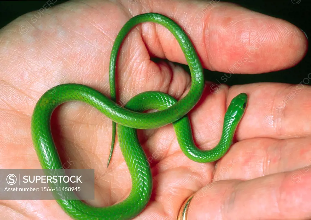 A smooth green snake in the palm of a person´s hand