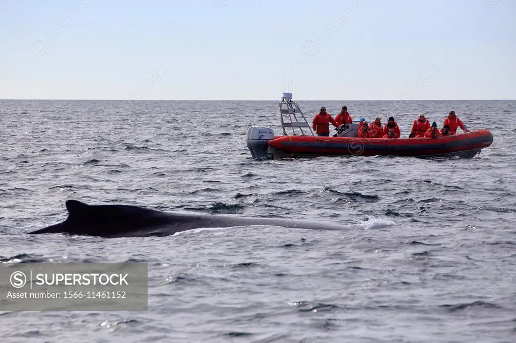 Canada, Nova Scotia, New Brunswick, bay of fundy, bay, fundy, whale, whales, watching, zodiac, humpback, humpback whale, sea, ocean, tourism, Eco, eco...