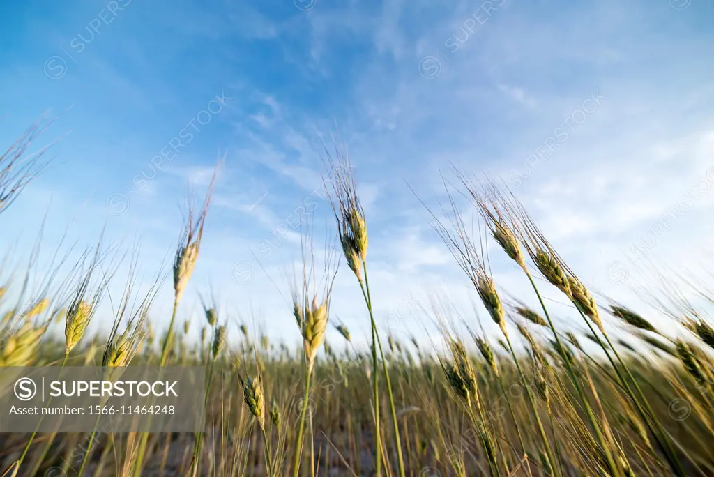 View from below of wheat spikes in Monegros dryland, Aragón, Spain.