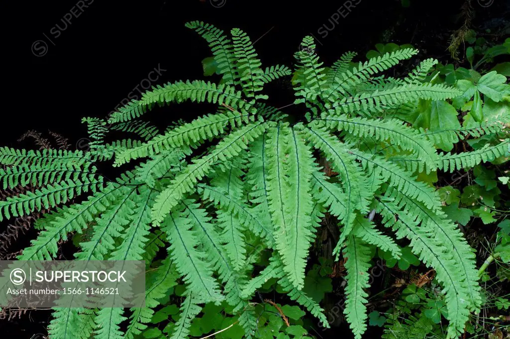 Five finger fern in old growth coast redwood forest, Humboldt Redwoods State Park, Humboldt County, California