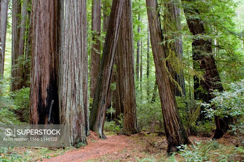 Bull Creek Trail North, through old growth coast redwood forest, Rockefeller Grove, Humboldt Redwoods State Park, Humboldt County, California