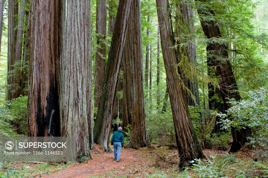 Hiker on Bull Creek Trail North through old growth coast redwood forest, Rockefeller Grove, Humboldt Redwoods State Park, Humboldt County, California
