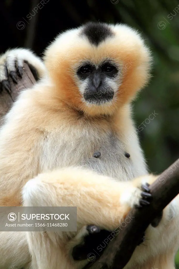 A Gibbon sitting in a tree in Adelaide Zoo Australia.