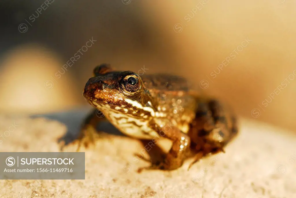 Young common green frog (Pelophylax perezi) in Sil river, Orense province, Spain.