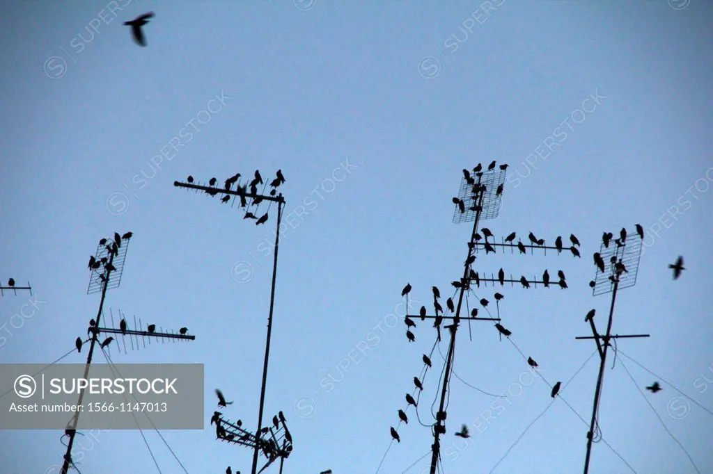 starlings on tv aerials in rome italy