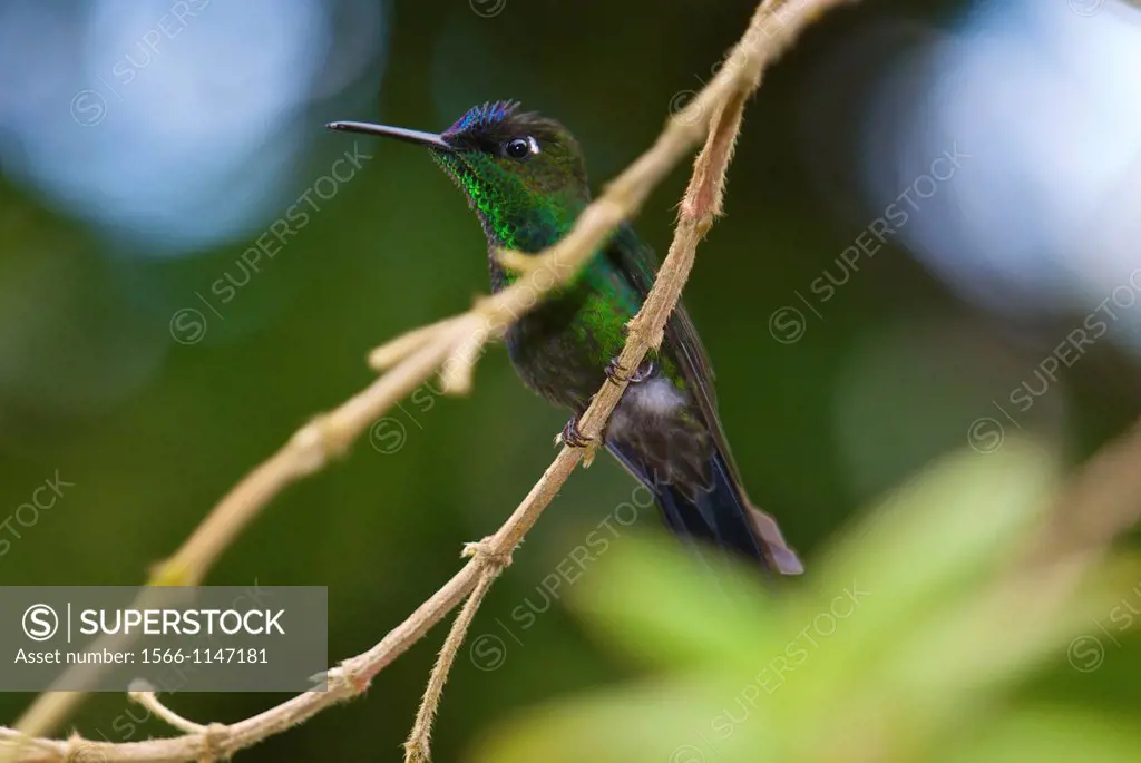 Violet-fronted brilliant Heliodoxa leadbeateri, male bird, perched in the rain forest of northern Venezuela