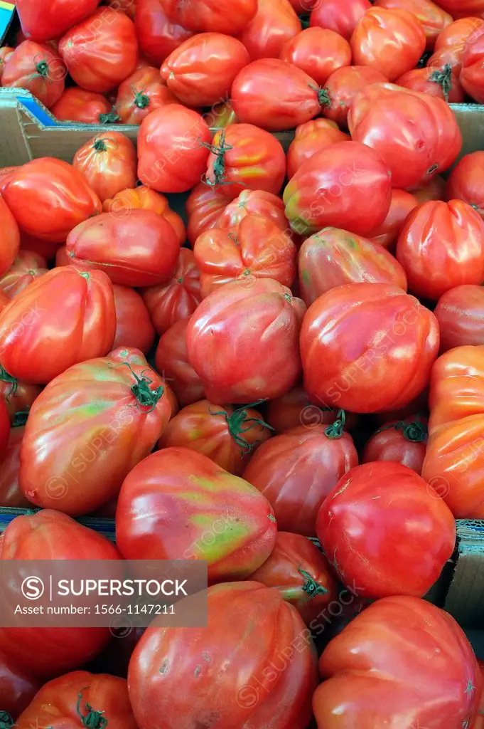 Costoluto Genovese Tomatoes are a variety of heirloom tomatoes sold at the farmers´ market in Bessan France l´Herault Lanquedoc-Rousillon Autumn