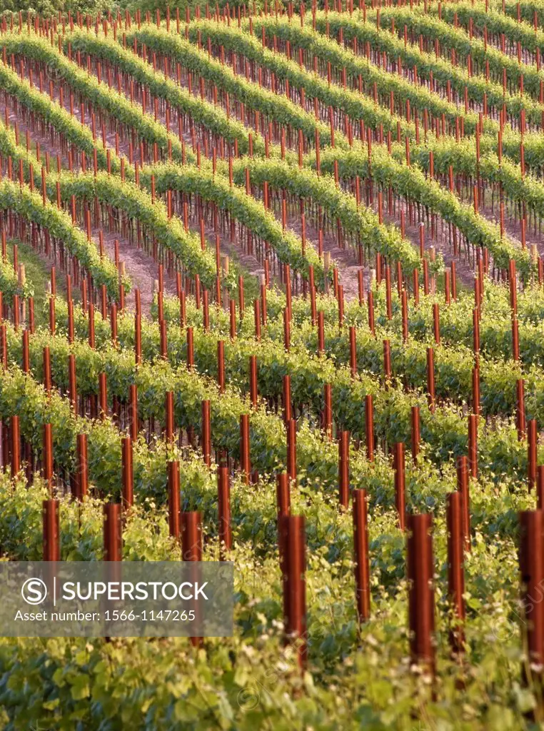 Rows of grapevines in vineyard, Sonoma County, California