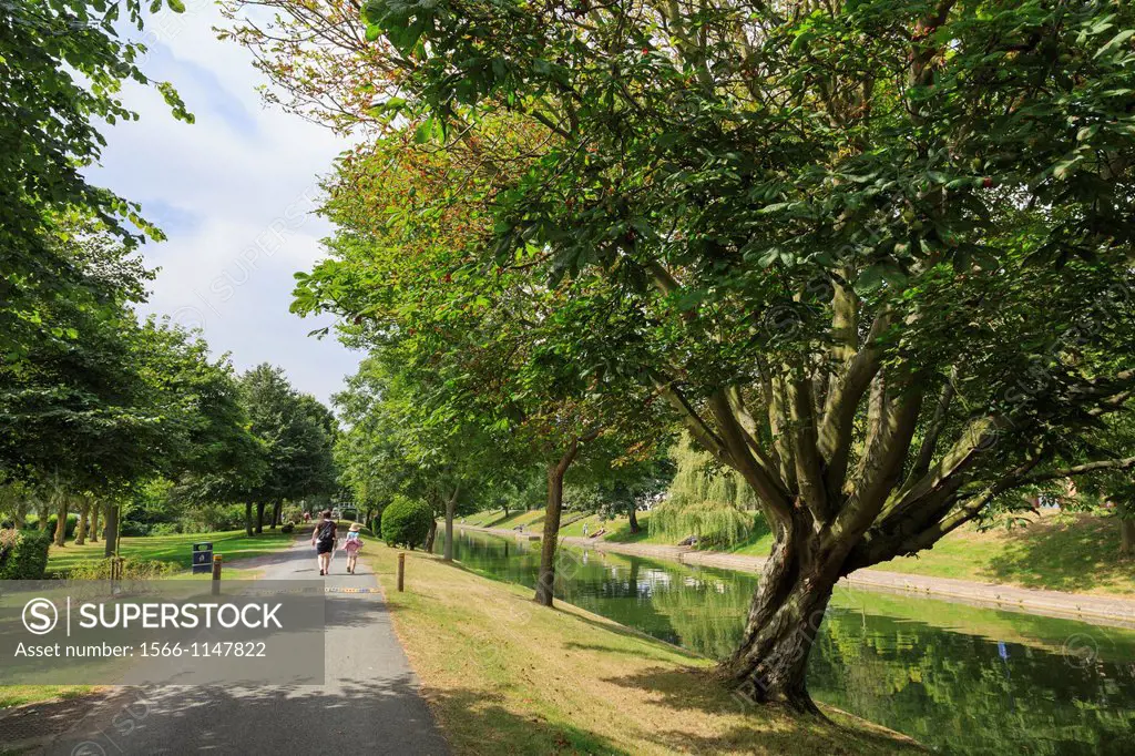 Hythe, Kent, England, UK, Britain, Europe  Horse Chestnut tree Aesculus hippocastanum on tree-lined track on canalbank of the Royal Military Canal