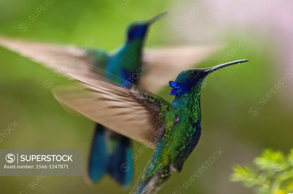 Sparkling violetear hummingbird Colibri coruscans flying in the rain forest of northern Venezuela