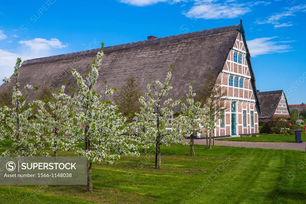 Blooming cherry trees and traditional farmhouse in Guderhandviertel, Lower Saxony, Germany, Europe