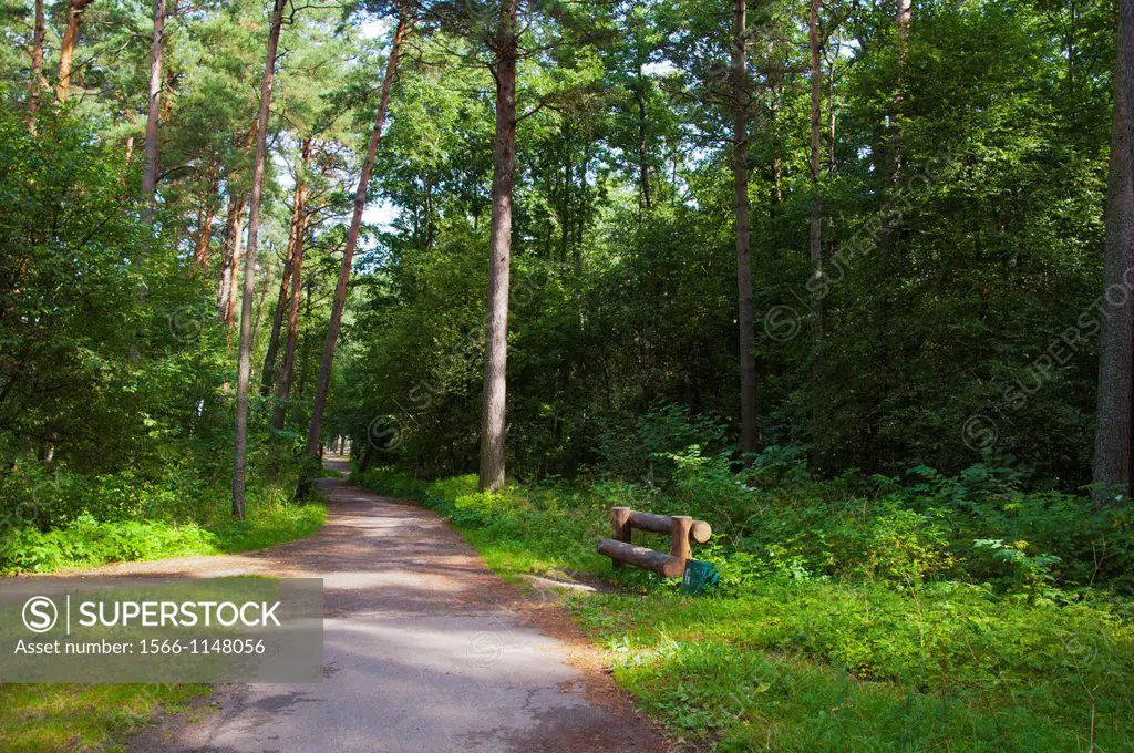Forest behind the beach Pirita district Tallinn Estonia Europe