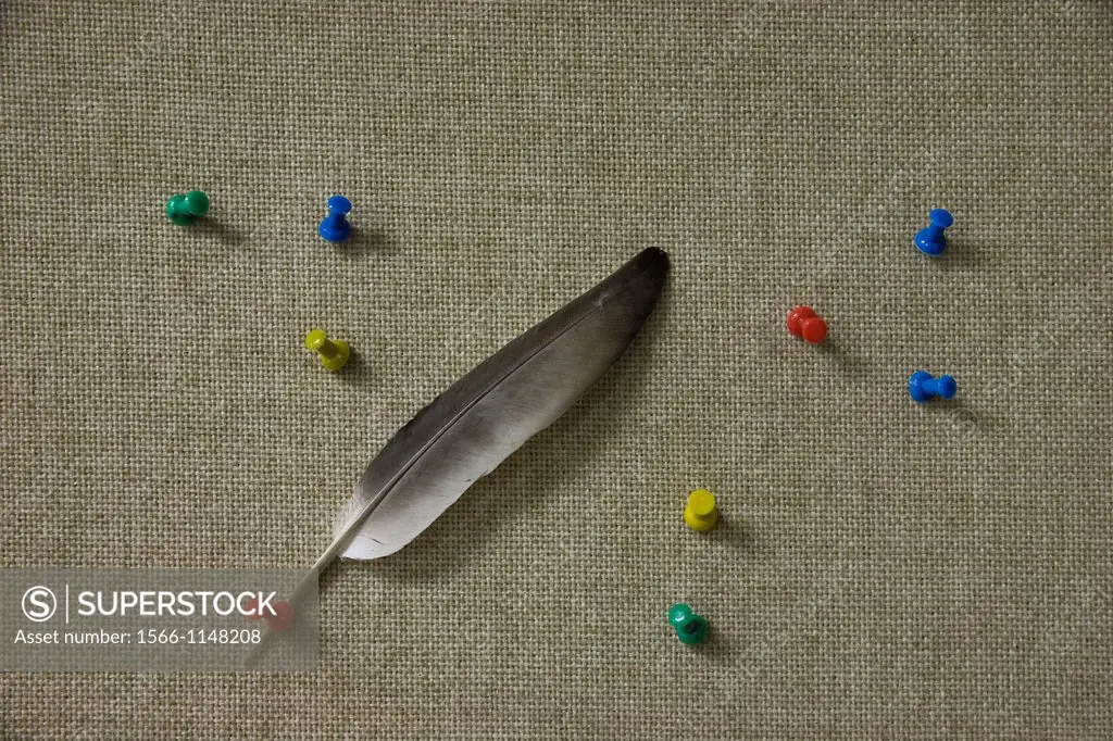 Feather attached to a bulletin board with a pushpin