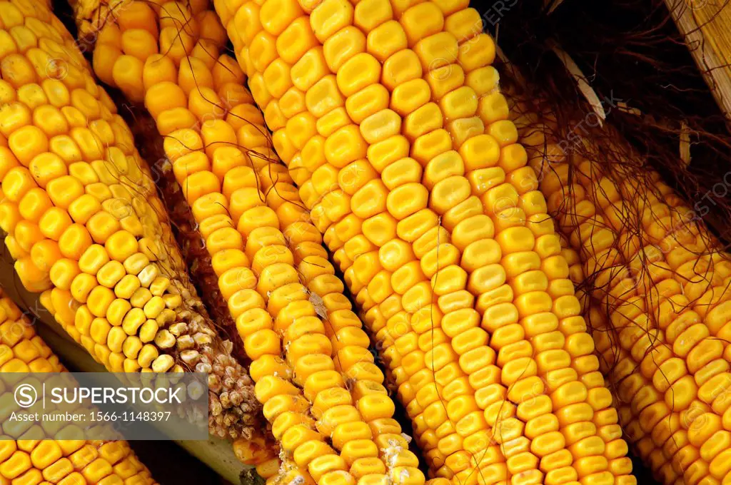 Harvest of a corn field at Villefranche-de-Lonchat, Dordogne, Aquitaine, France
