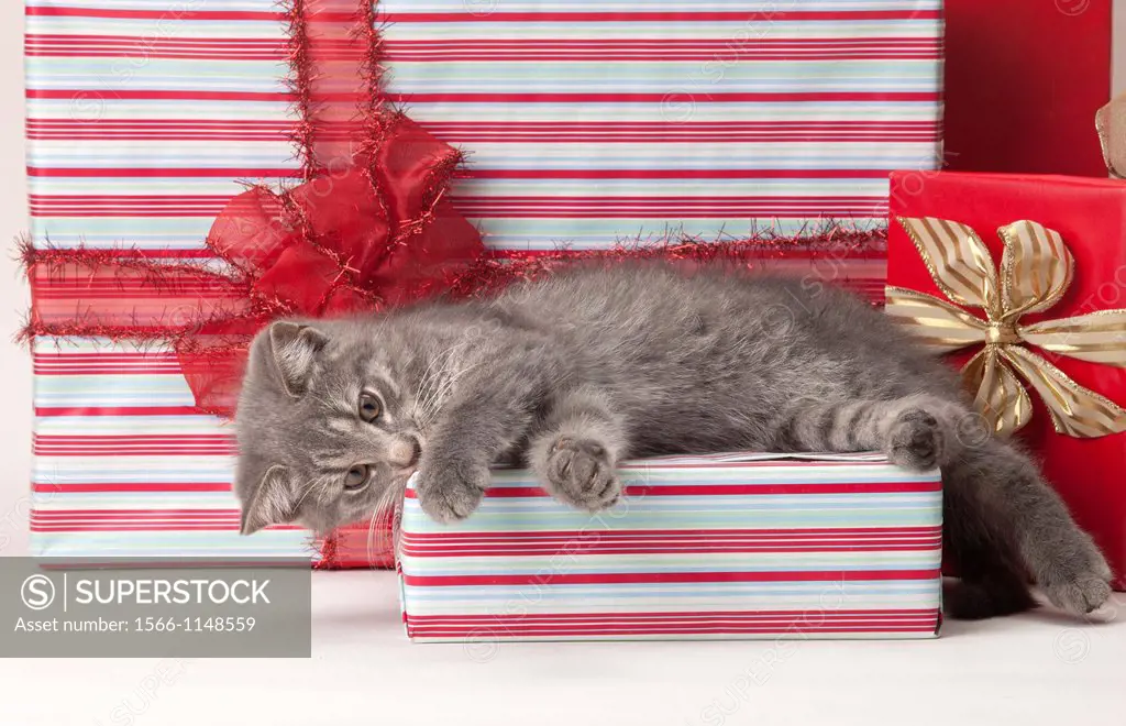 Tabby Cat Sitting On Red Christmas Presents
